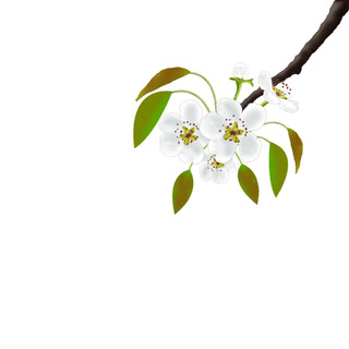 梨花花朵树叶树枝春天元素GIF动态图梨花元素